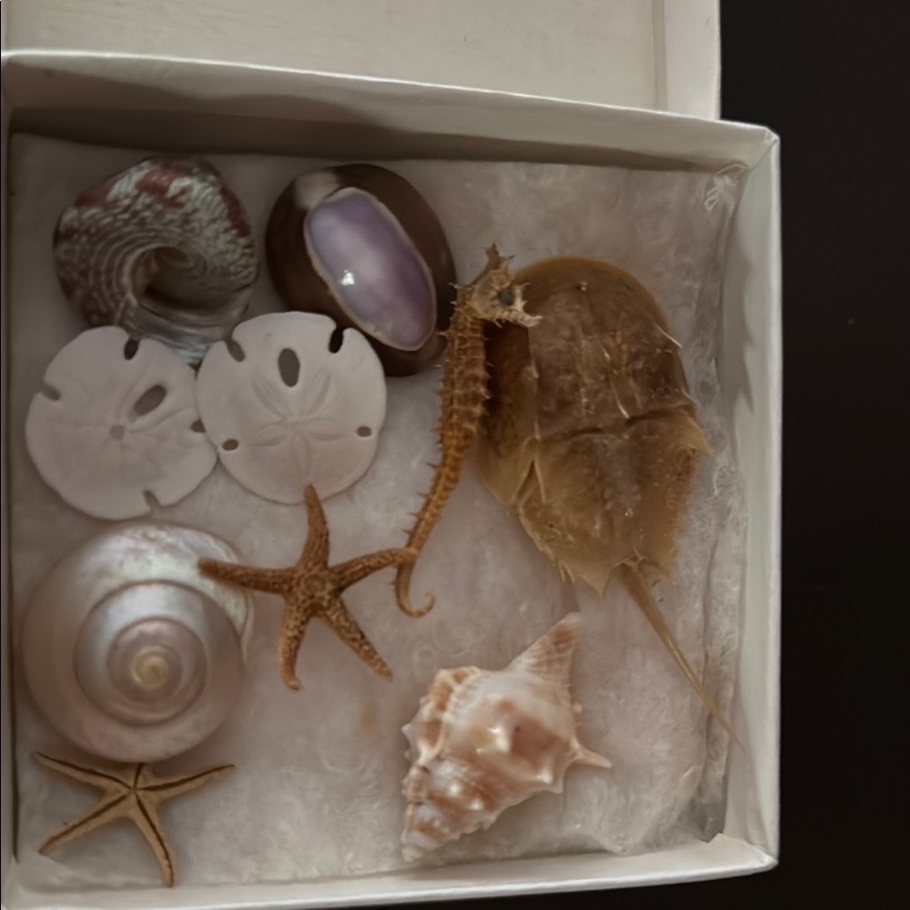 Assorted Seashell and Marine Collection